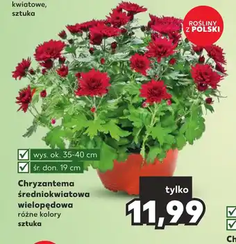 Kaufland Chryzantema średniokwiatowa wielopędowa 1 szt. oferta