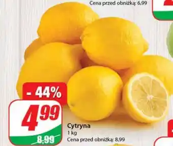Dino Cytryna oferta