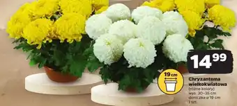 Netto Chryzantema oferta