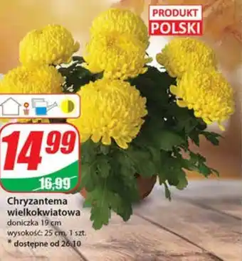 Dino Chryzantema oferta