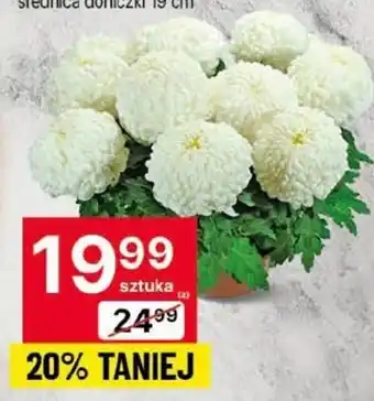 Delikatesy Centrum Chryzantema oferta