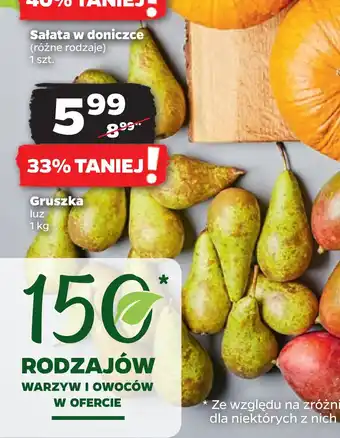 Netto Gruszka oferta