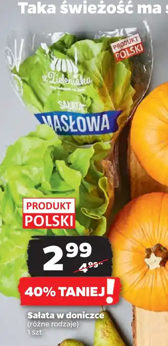 Netto Sałata w doniczce oferta