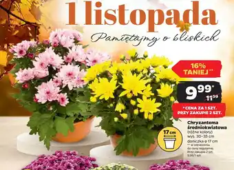 Netto Chryzantema średniokwiatowa oferta