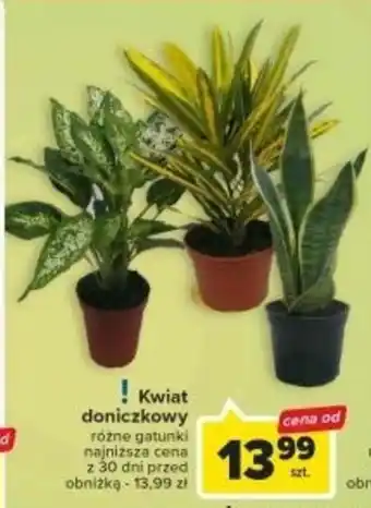 Carrefour Kwiat doniczkowy oferta