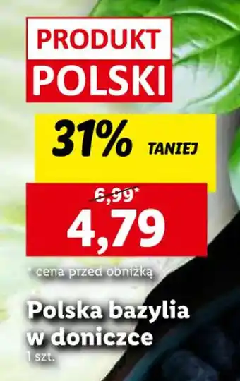 Lidl Polska bazylia w doniczce oferta