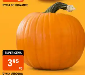 bi1 Dynia oferta