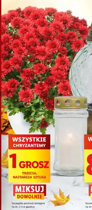 Lidl WSZYSTKIE CHRYZANTEMY oferta