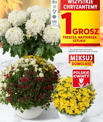 Lidl WSZYSTKIE CHRYZANTEMY oferta