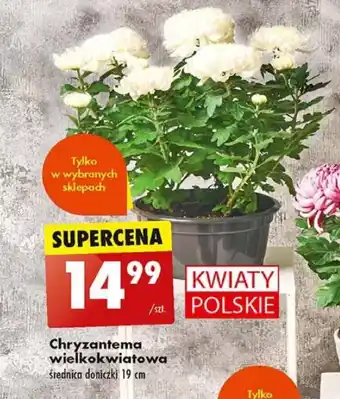 Biedronka Chryzantema wielkokwiatowa szt. oferta