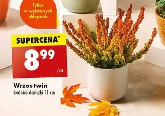 Biedronka Wrzos twin szt. oferta