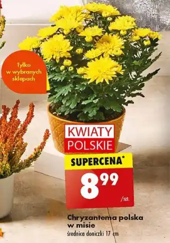 Biedronka Chryzantema polska w misie szt. oferta