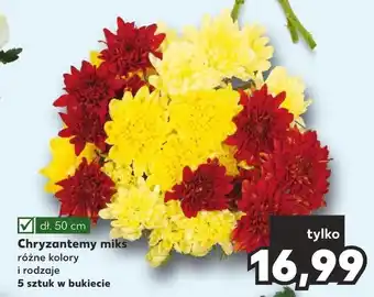 Kaufland Chryzantema oferta