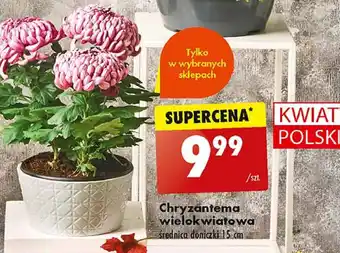 Biedronka Chryzantema wielokwiatowa 15 cm oferta
