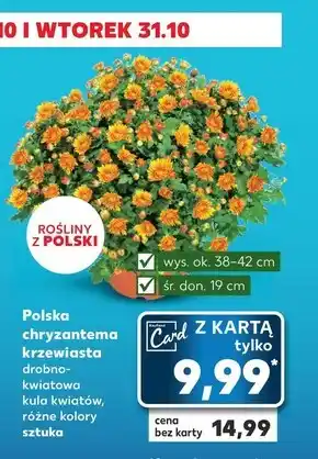 Kaufland Chryzantema oferta