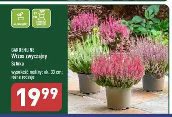 Wrzos zwyczajny 33 cm