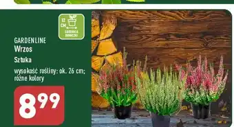ALDI Wrzos zwyczajny 26 cm oferta