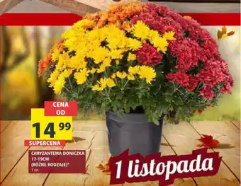 Arhelan CHRYZANTEMA DONICZKA 17-19 CM (RÓŻNE RODZAJE)* oferta