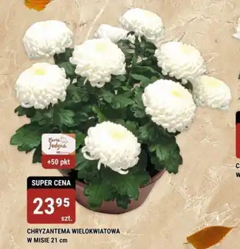 CHRYZANTEMA WIELOKWIATOWA W MISIE 21 cm