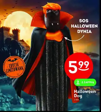 Halloween dog