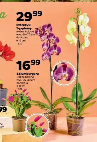 Netto Storczyk 1-pędowy oferta