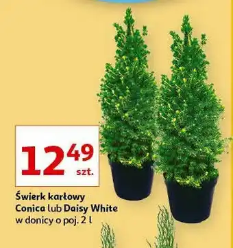 Auchan Świerk karłowy conica daisy white 2 l 1 SZT oferta