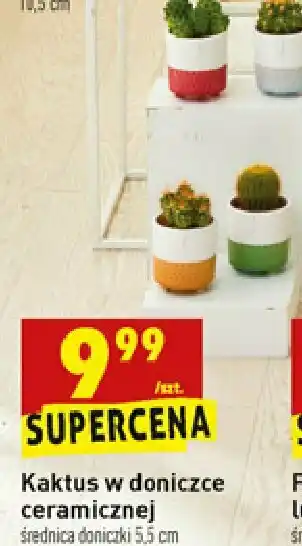 Biedronka Kaktus doniczka ceramiczna 1 SZT oferta