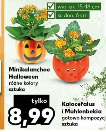 Kaufland Minikalanchoe Halloween sztuka oferta