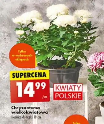Biedronka Chryzantema wielkokwiatowa oferta