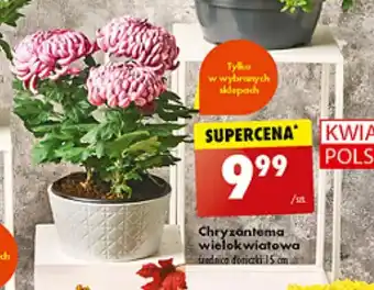 Biedronka Chryzantema wielokwiatowa oferta