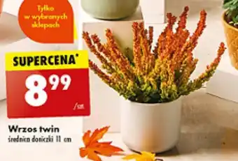 Biedronka Wrzos twin oferta