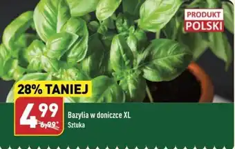 ALDI Bazylia w doniczce XL oferta