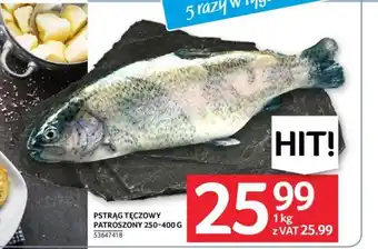 Selgros PSTRĄG TĘCZOWY PATROSZONY 250-400 G oferta