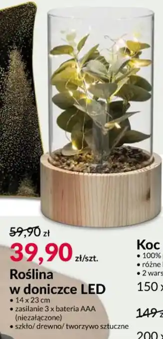 Agata Meble Roślina w doniczce LED oferta