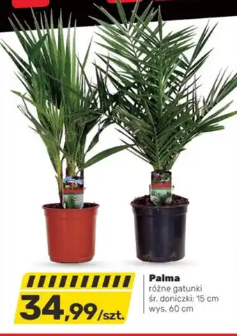 Bricomarche Palma oferta