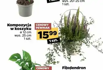 Netto Kompozycja w koszyku oferta