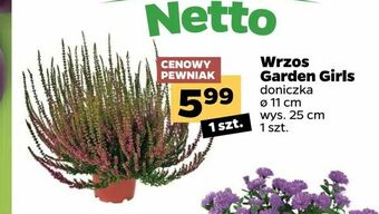 Netto Wrzos Garden Girls oferta