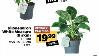 Netto Filodendron White Measure (Birkin) oferta