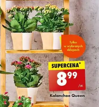 Biedronka Kalanchoe Queen oferta