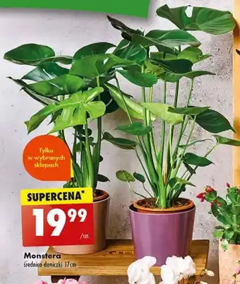 Monstera średnica doniczki 17cm