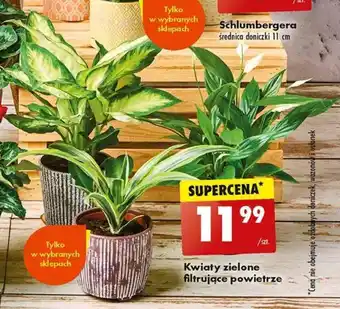 Biedronka Kwiaty zielone filtrujące powietrze oferta