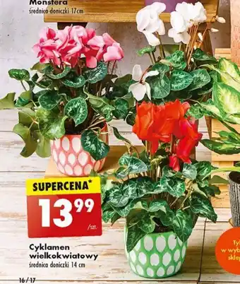 Biedronka Cyklamen wielkokwiatowy średnica doniczki 14 cm oferta