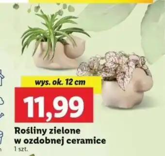 Lidl Rośliny zielone w ozdobnej ceramice 1 szt. oferta