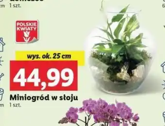 Lidl Miniogród w słoju 1szt. oferta