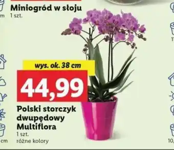 Lidl Polski storczyk dwupędowy Multiflora 1 szt. oferta