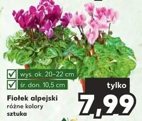 Kaufland Fiołek oferta