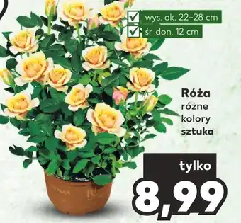 Kaufland Róża oferta