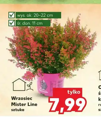 Kaufland Wrzosiec Mister Line oferta