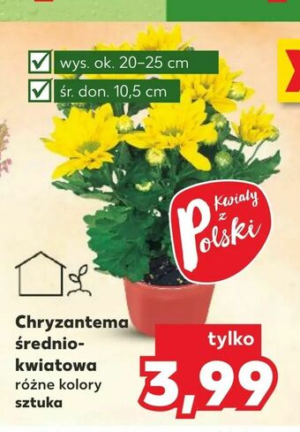 Kaufland Chryzantema średniokwiatowa oferta