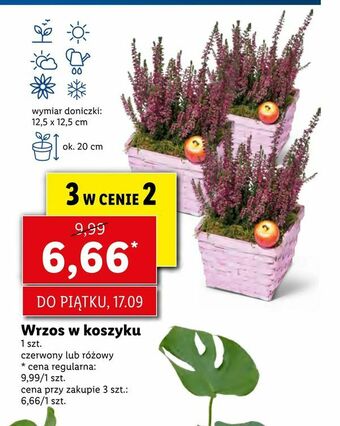 Lidl Wrzos w koszyku oferta